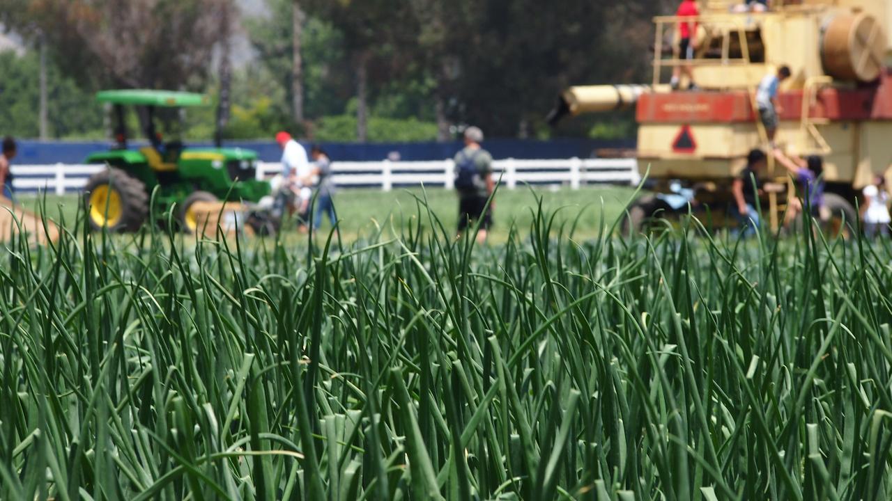 grass-plant-tractor-farm